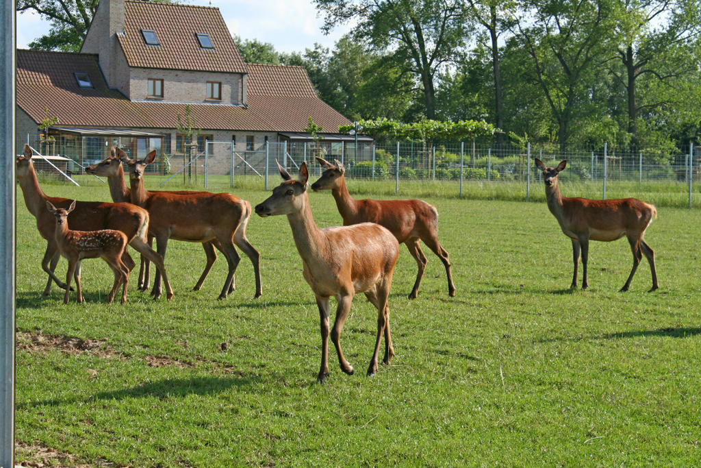 'T Leeg Huys Villa Lo-Reninge Стая снимка